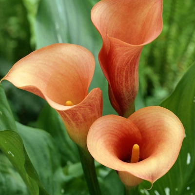 Калла Моцарт фото