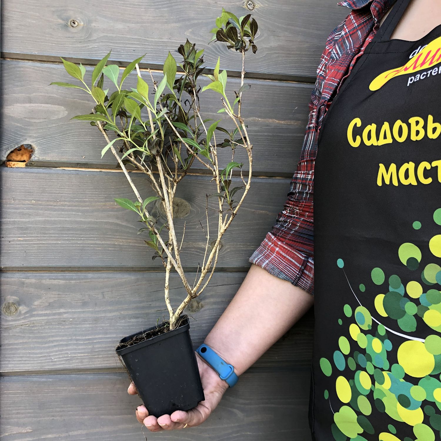 Вейгела цветущая "Виктория" Вейгела цветущая "Виктория" фото