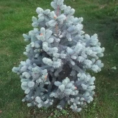 Ель колючая Блю Маутин Ель колючая Блю Маутин фото