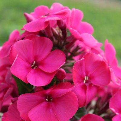 Флокс метельчатый Юник Олд Церизе Флокс метельчатый Юник Олд Церизе - Dolina-Sad.Ru