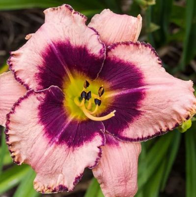 Лилейник Дэринг Дисепшн фото