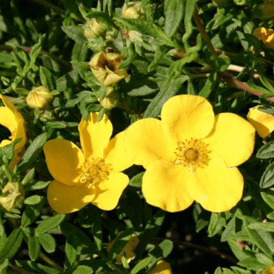 Лапчатка кустарниковая Элизабет Лапчатка кустарниковая Элизабет фото