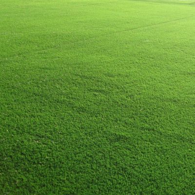 Газонная трава Спортивная площадка спортивный газон, 500 гр Газонная трава Спортивная площадка спортивный газон, 500 гр - Dolina-Sad.Ru