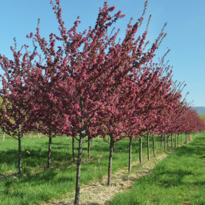 Яблоня декоративная Профьюжен Яблоня декоративная Профьюжен - Dolina-Sad.Ru