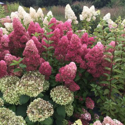 Гортензия метельчатая Краска Лесково Гортензия метельчатая Краска Лесково - Dolina-Sad.Ru