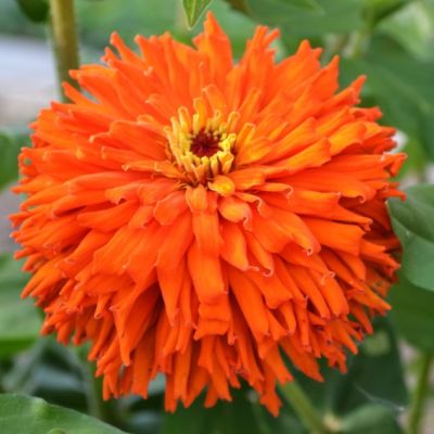 Цинния Ацтек Цинния Ацтек фото