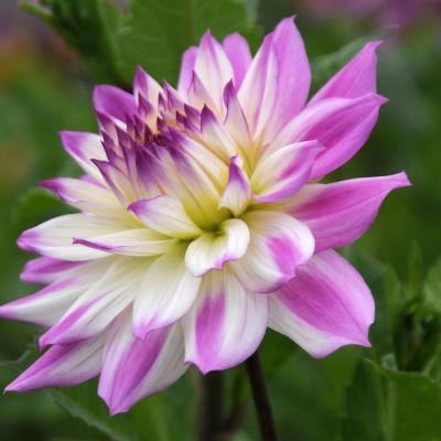 Георгина Фернклифф Иллюжн - Dolina-Sad.Ru