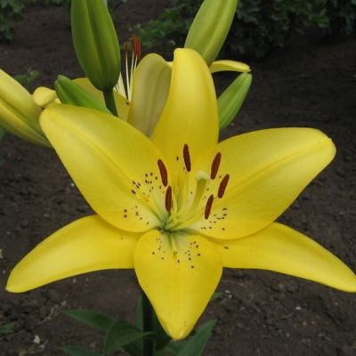 Лилия Еллоу Пауэр Лилия Еллоу Пауэр - Dolina-Sad.Ru