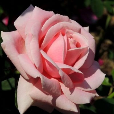 Роза Фредерик Мистрэль Роза Фредерик Мистрэль - Dolina-Sad.Ru