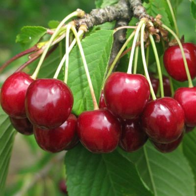 Черешня Гронковая - Dolina-Sad.Ru