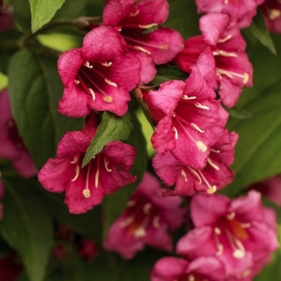 Вейгела Бристол Руби Вейгела Бристол Руби фото