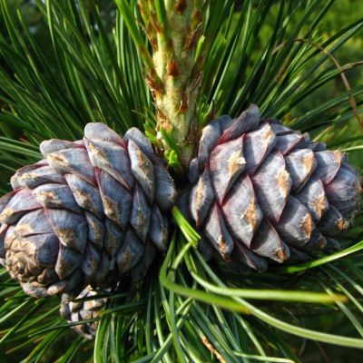 Сосна сибирская (сибирский кедр) фото