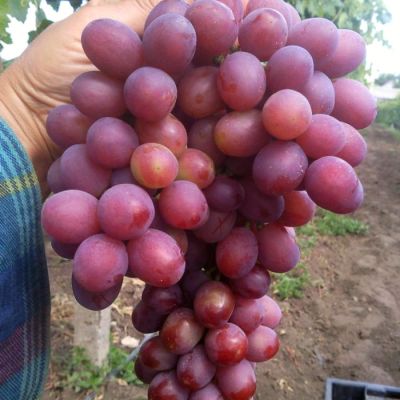 Виноград Гурман Виноград Гурман - Dolina-Sad.Ru