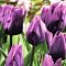 Тюльпан Пурпл Рэин Тюльпан Пурпл Рэин фото