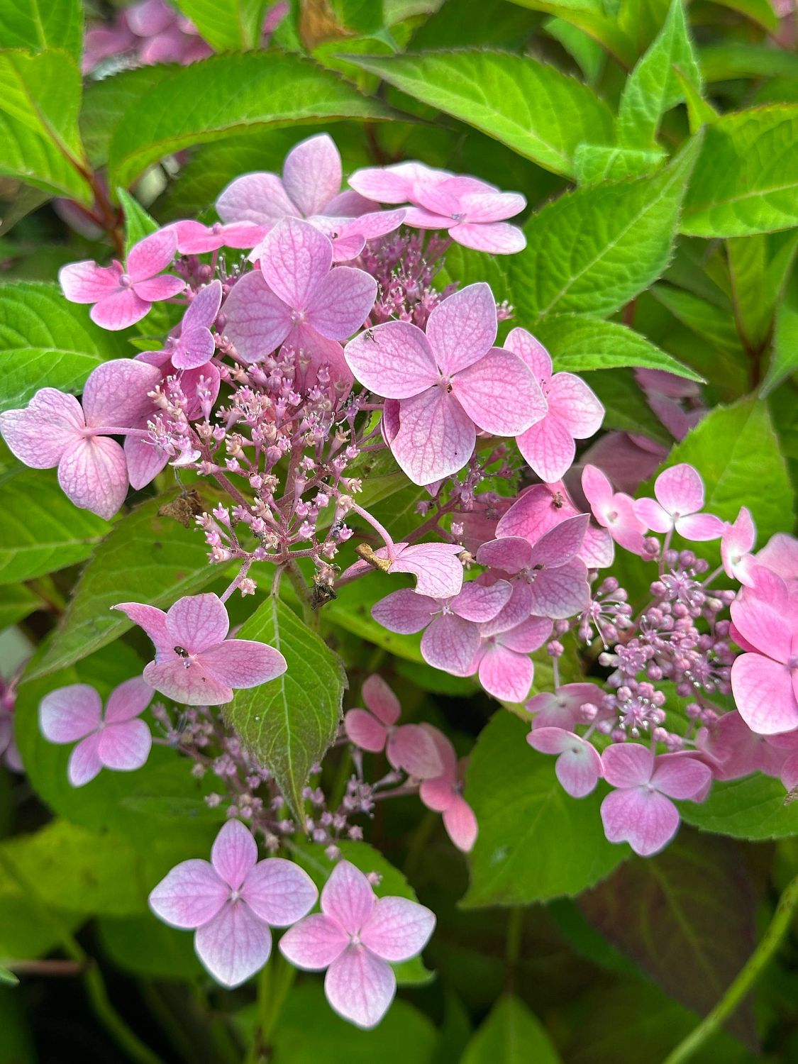 Гортензия пильчатая Блю Клоудс - Dolina-Sad.Ru