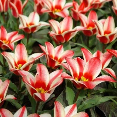 Тюльпан Пиноккио Тюльпан Пиноккио фото