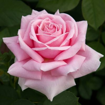 Роза Фредерик Мистрэль Роза Фредерик Мистрэль - Dolina-Sad.Ru