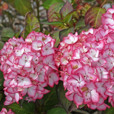 Гортензия крупнолистная Сабрина Гортензия крупнолистная Сабрина фото