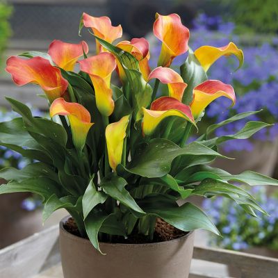 Калла Каптейн Лидо Калла Каптейн Лидо - Dolina-Sad.Ru