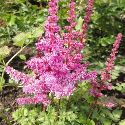 Астильба Колор Флэш Лайм , C2 Астильба Колор Флэш Лайм , C2 фото