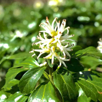 Пахизандра верхушечная фото