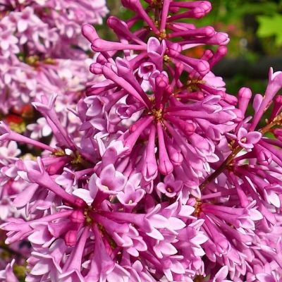 Сирень Редвайн Сирень Редвайн - Dolina-Sad.Ru