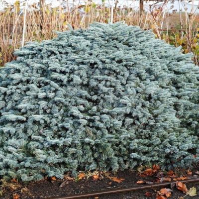 Ель колючая Карпатен Ель колючая Карпатен - Dolina-Sad.Ru