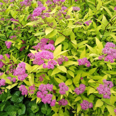 Спирея японская Голден Принцесс, С2 Спирея японская Голден Принцесс, С2 - Dolina-Sad.Ru