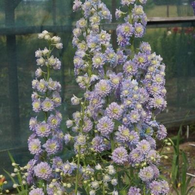 Дельфиниум Мунлайт Дельфиниум Мунлайт - Dolina-Sad.Ru