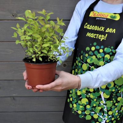 Спирея японская Голден Принцесс, С2 Спирея японская Голден Принцесс, С2 - Dolina-Sad.Ru