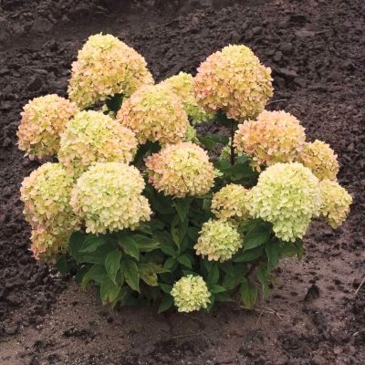 Гортензия метельчатая Коттон Крим Гортензия метельчатая Коттон Крим - Dolina-Sad.Ru
