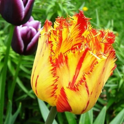 Тюльпан Боллрум Тюльпан Боллрум фото