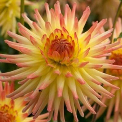 Георгина Шпасмахер - Dolina-Sad.Ru