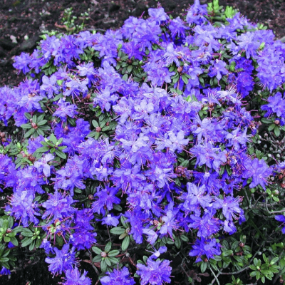 Рододендрон Азурика Рододендрон Азурика фото