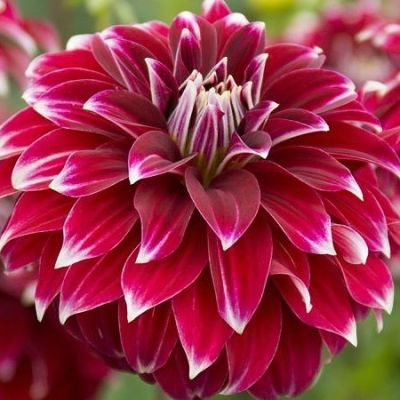 Георгина Ред Рок Георгина Ред Рок фото