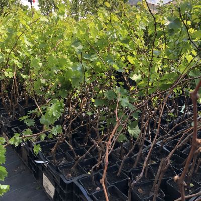 Виноград Жостен Виноград Жостен фото