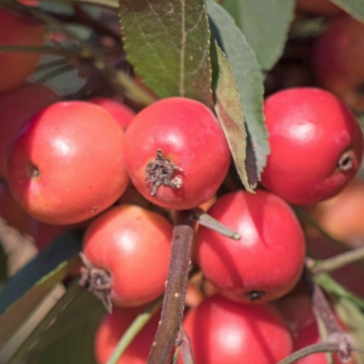 Яблоня декоративная Профьюжен Яблоня декоративная Профьюжен - Dolina-Sad.Ru