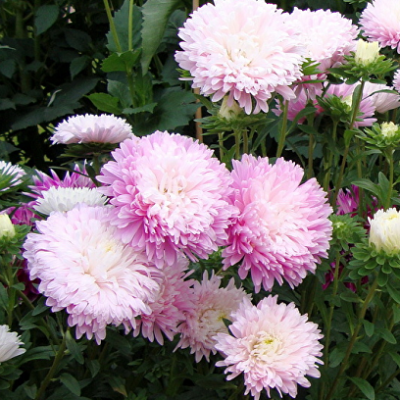 Астра Аполлония Крем-брюле, 0,3 гр Астра Аполлония Крем-брюле, 0,3 гр фото