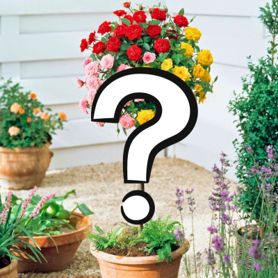 Штамбовая роза Загадка Штамбовая роза Загадка фото