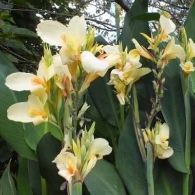 Канна Амбассадор Канна Амбассадор фото