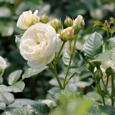 Роза Артемис Роза Артемис фото