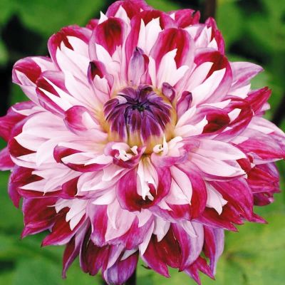 Георгина Оптик Иллюзион Георгина Оптик Иллюзион фото