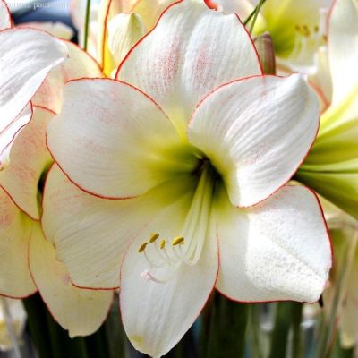 Амариллис Пикоти Амариллис Пикоти фото