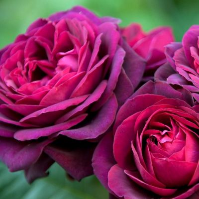 Роза Астрид Графин Фон Роза Астрид Графин Фон - Dolina-Sad.Ru