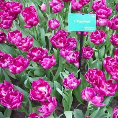 Тюльпан Роял Акрес Тюльпан Роял Акрес фото