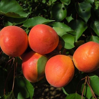 Абрикос Роксана Абрикос Роксана - Dolina-Sad.Ru