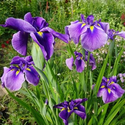 Ирис мечевидный Кристал Хало Ирис мечевидный Кристал Хало - Dolina-Sad.Ru