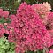 Гортензия метельчатая Мэджикал Андес, С3 - Dolina-Sad.Ru