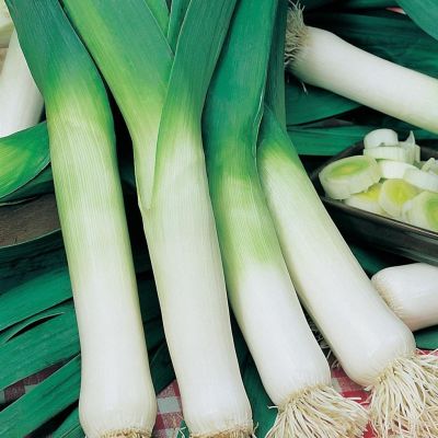 Лук Порей Победитель Лук Порей Победитель фото