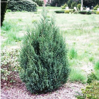 Можжевельник китайский Стрикта, С3 Можжевельник китайский Стрикта, С3 - Dolina-Sad.Ru